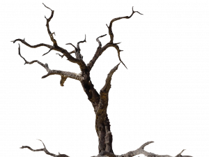 Dead Tree PNG Free Image