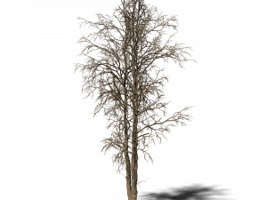 Dead Tree PNG Image HD