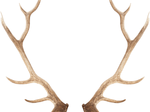 Deer Antlers No Background