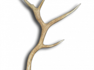 Deer Antlers PNG