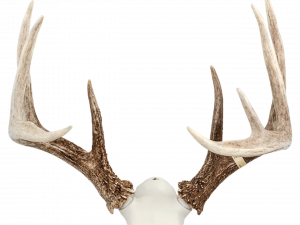 Deer Antlers PNG Cutout