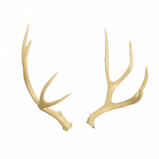 Deer Antlers PNG Free Image