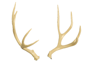 Deer Antlers PNG Free Image