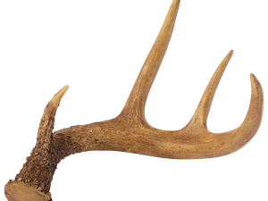 Deer Antlers PNG Image File