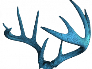 Deer Antlers PNG Image HD