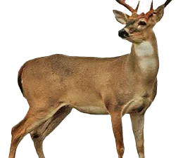 Deer Antlers PNG Images