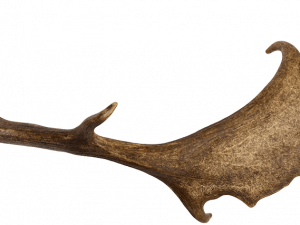 Deer Antlers PNG Photos