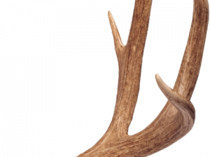 Deer Antlers Transparent