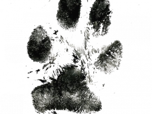 Dog Paw Print PNG Images