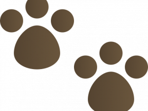 Dog Paw Print PNG Images HD