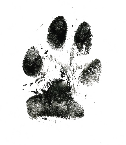 Dog Paw Print PNG Images