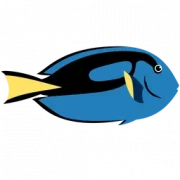 Dory PNG Images HD