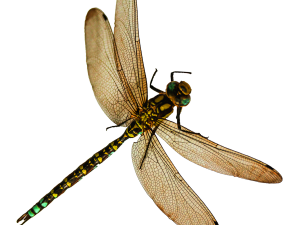 Dragonfly PNG File