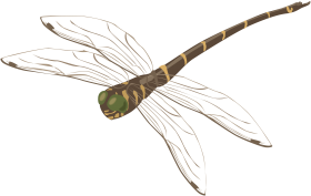 Dragonfly PNG Free Image