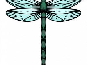 Dragonfly PNG HD Image