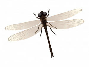 Dragonfly PNG Image