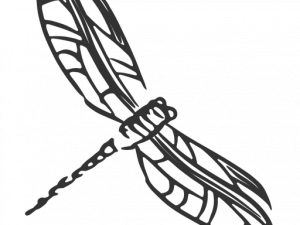 Dragonfly PNG Image File