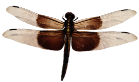 Dragonfly PNG Images