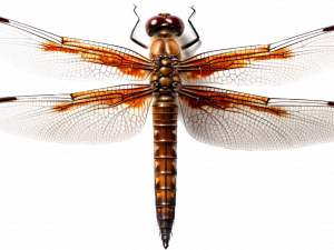 Dragonfly PNG Pic