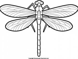 Dragonfly PNG Picture