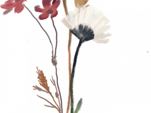 Dry Flower PNG