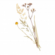 Dry Flower PNG HD Image