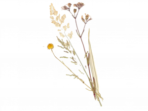 Dry Flower PNG HD Image