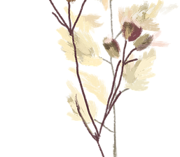 Dry Flower PNG Pic