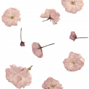 Dry Flower PNG Image PNG All PNG All   Dry Flower PNG Picture 180x180 