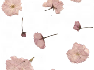 Dry Flower PNG Picture