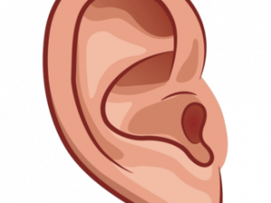 Ears PNG