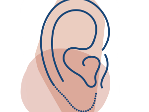 Ears PNG Image