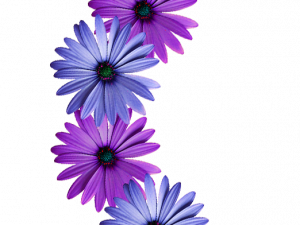 Encanto Flowers PNG Image HD