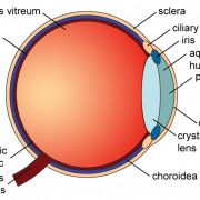 Eye Ball PNG Image