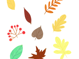 Fallen Leaves PNG