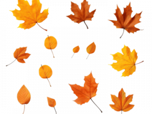 Fallen Leaves PNG HD Image