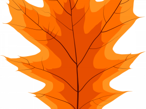 Fallen Leaves PNG Image