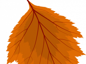 Fallen Leaves PNG Image File