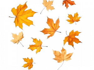 Fallen Leaves PNG Pic