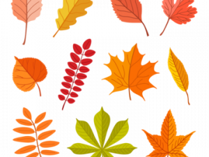 Fallen Leaves PNG Picture