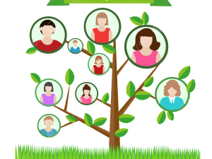 Family Tree PNG Photos