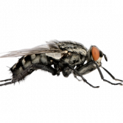 Flies Background PNG