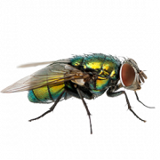 Flies PNG Background