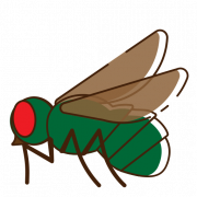 Flies PNG Image