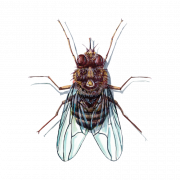 Flies PNG Image File