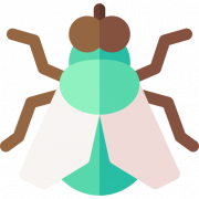 Flies PNG Images