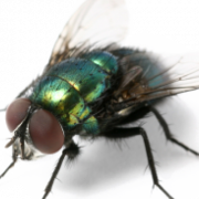 Flies PNG Photos
