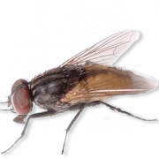 Flies PNG Picture