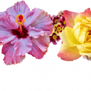 Flower Crown PNG Picture