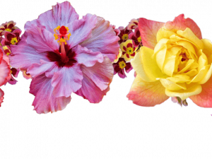 Flower Crown PNG Picture